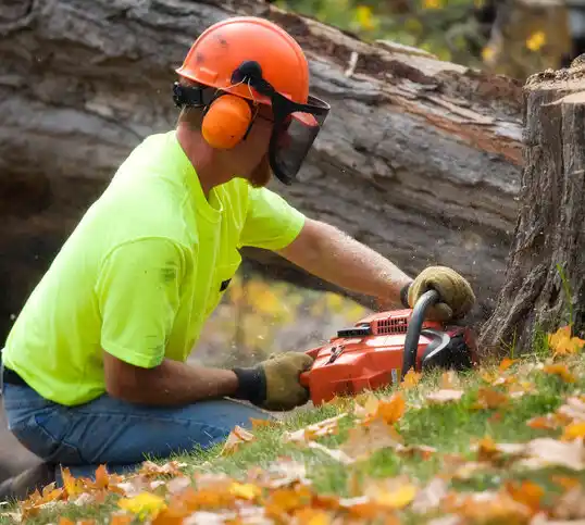 tree services Victor